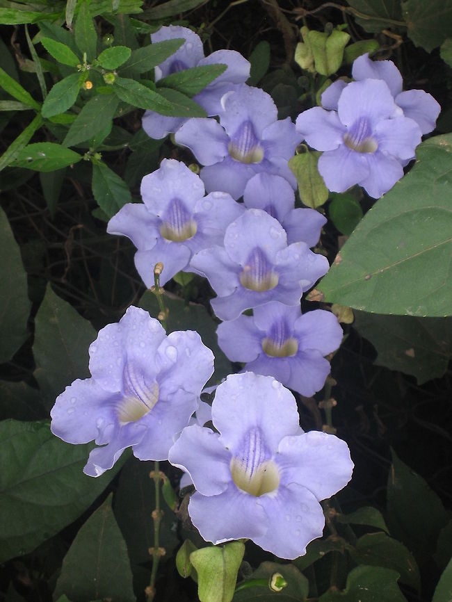 Thunbergia  Bush clock vine,Cuba,Geotagged,Laurel clock vine,Thunbergia erecta,Thunbergia laurifolia
