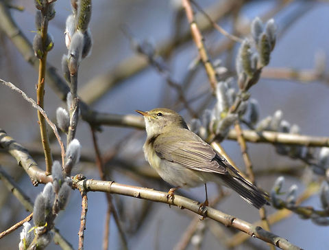 Willow Warbler  Geotagged,Phylloscopus trochilus,The Netherlands,willow warbler