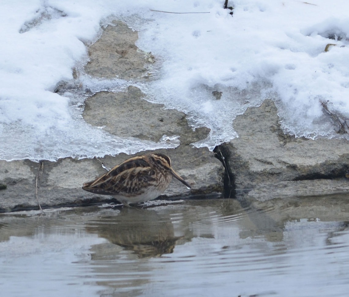 Jack Snipe  Geotagged,Lymnocryptes minimus,The Netherlands,jack snipe