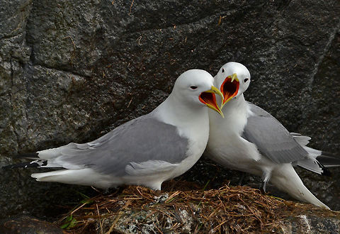 Kittiwake  Black-legged kittiwake,Rissa tridactyla
