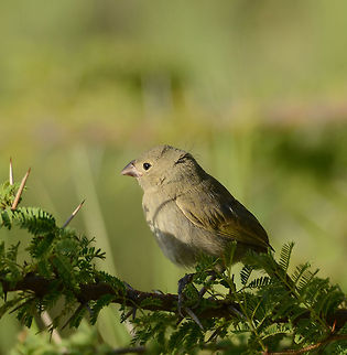 Black-faced grassquit