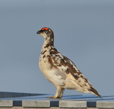 Ptarmigan  Geotagged,Iceland,Lagopus muta,Rock Ptarmigan