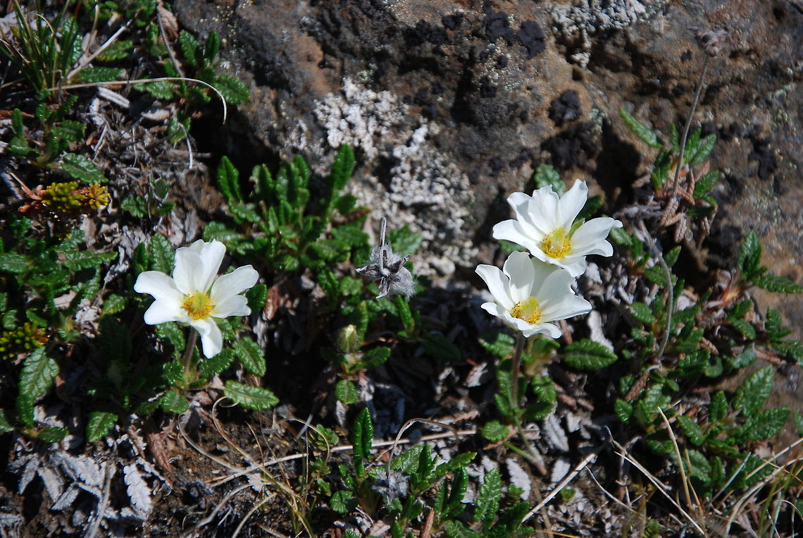 Cerastium alpinum  Cerastium alpinum,Geotagged,Iceland