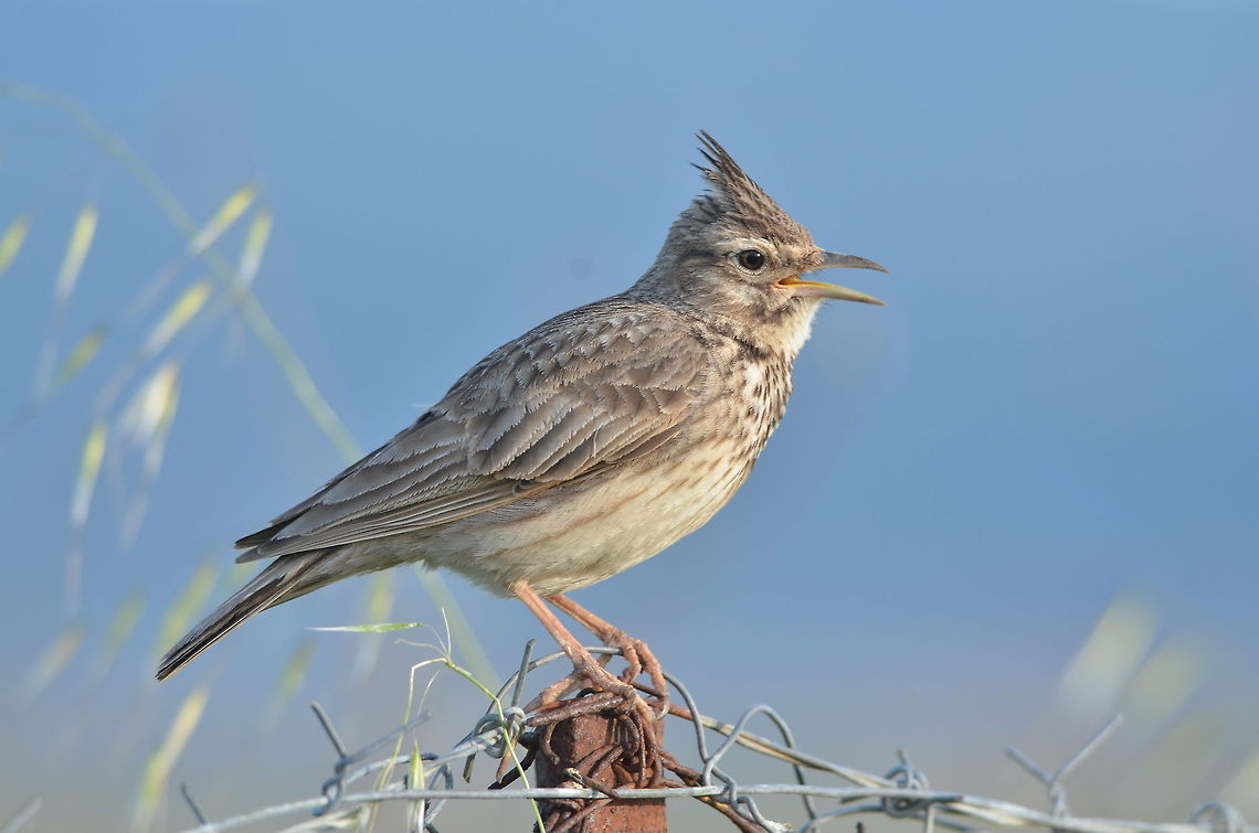 Crested Lark  Crested Lark,Galerida cristata,Geotagged,Greece