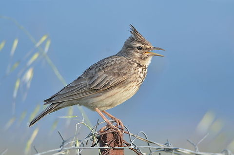 Crested Lark  Crested Lark,Galerida cristata,Geotagged,Greece