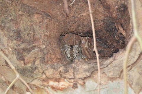 Eurasian Scops Owl  European scops owl,Geotagged,Greece,Otus scops