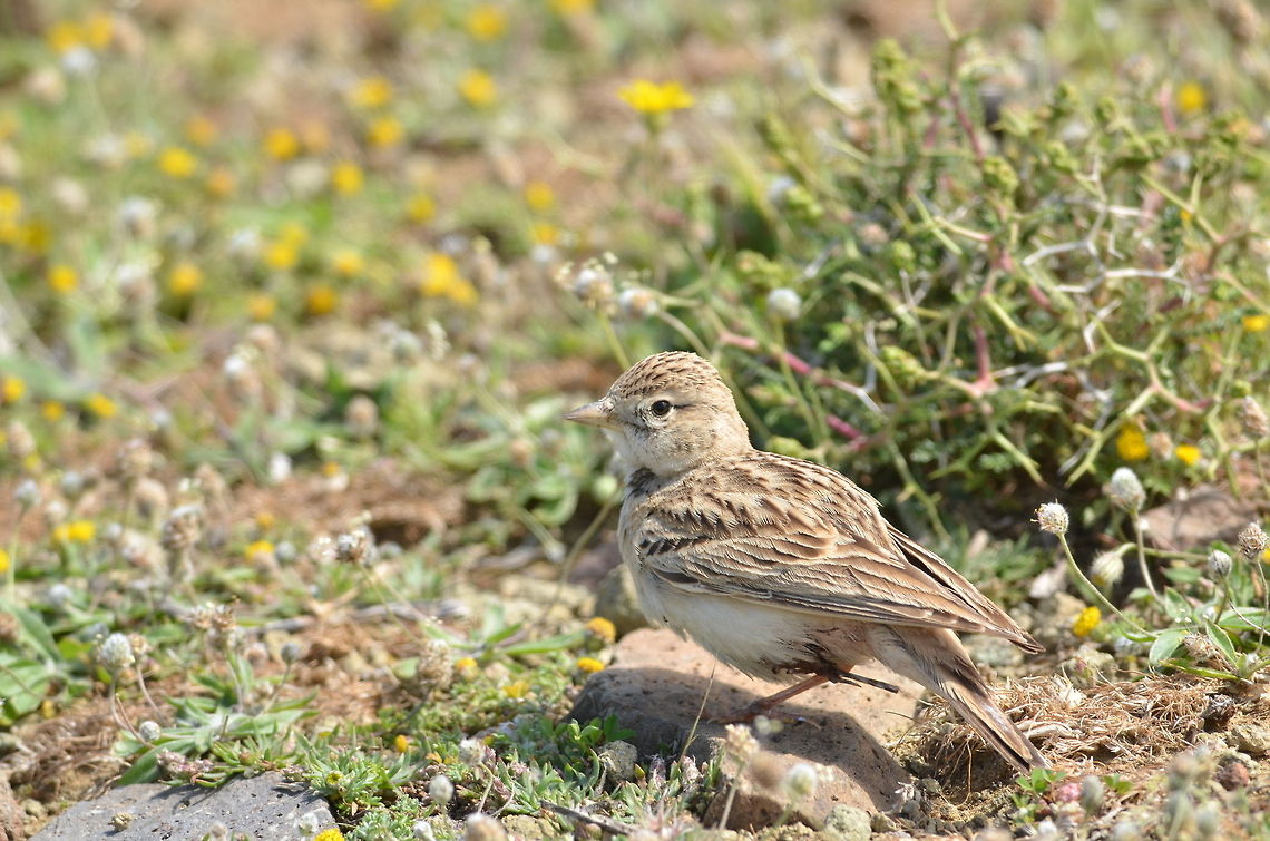 Injured lesser short toed lark  Calandrella rufescens,lesser short toed lark