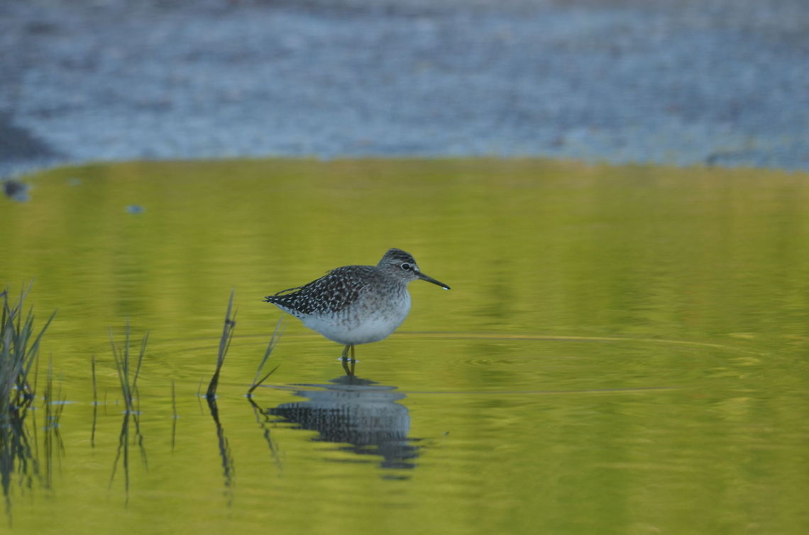 Wood Sandpiper  Geotagged,Greece,Tringa glareola,Wood Sandpiper