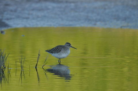 Wood Sandpiper  Geotagged,Greece,Tringa glareola,Wood Sandpiper