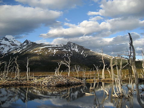 Beaver Castle in Patagoni&euml;  Castor canadensis,Chile,Geotagged,North American Beaver