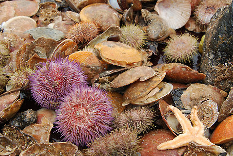 Purple sea urchin