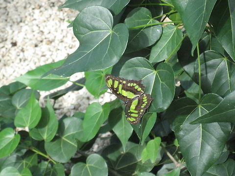 Malachite  Bonaire Sint Eustatius and Saba,Malachite,Siproeta stelenes