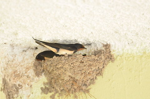 Barn Swallow  Barn swallow,Geotagged,Greece,Hirundo rustica