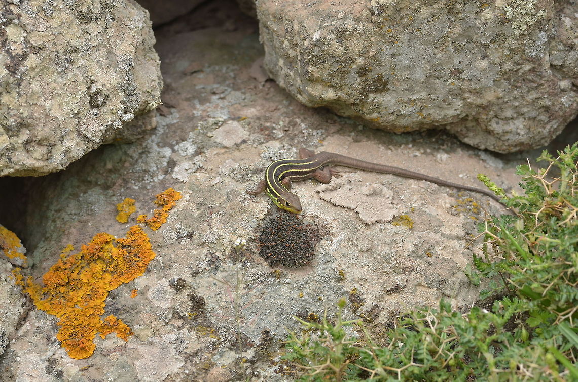 Balkan Green Lizard  Balkan green lizard,Geotagged,Greece,Lacerta trilineata