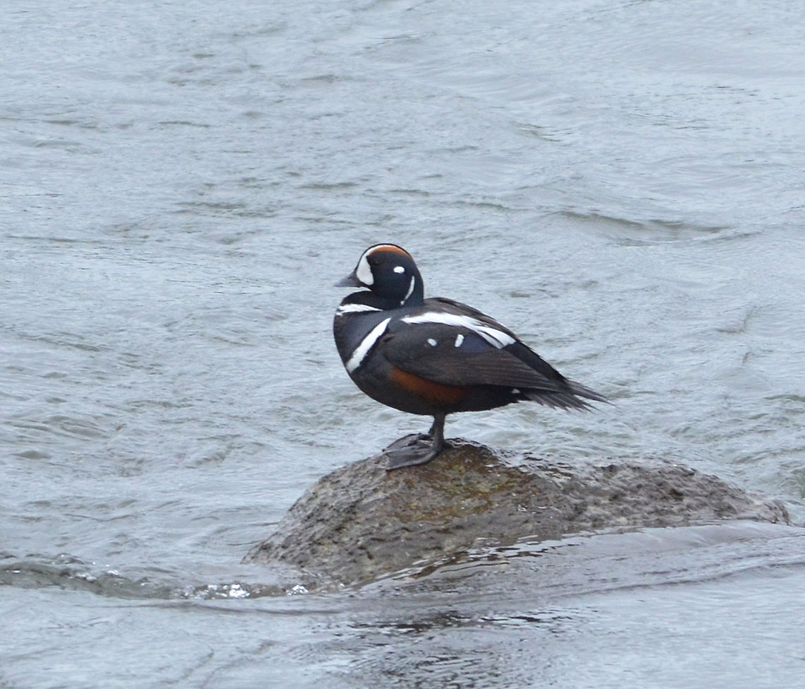 Harlequin Duck  Geotagged,Harlequin duck,Histrionicus histrionicus,Iceland