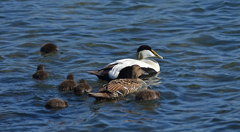 The whole family Eider  Common Eider,Geotagged,Iceland,Somateria mollissima