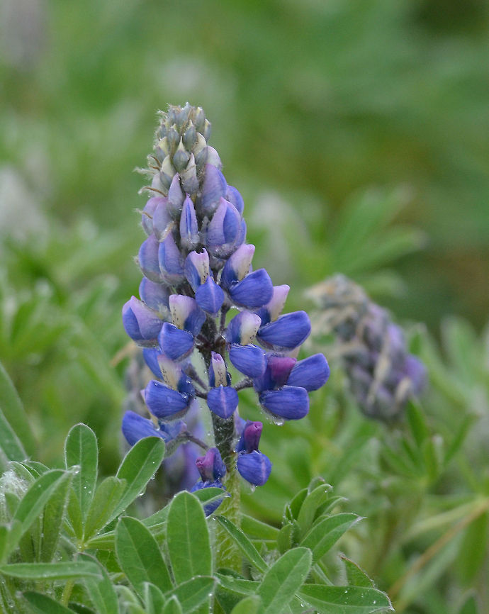 Lupinus  Geotagged,Iceland,Invasive species,Lupinus nootkatensis