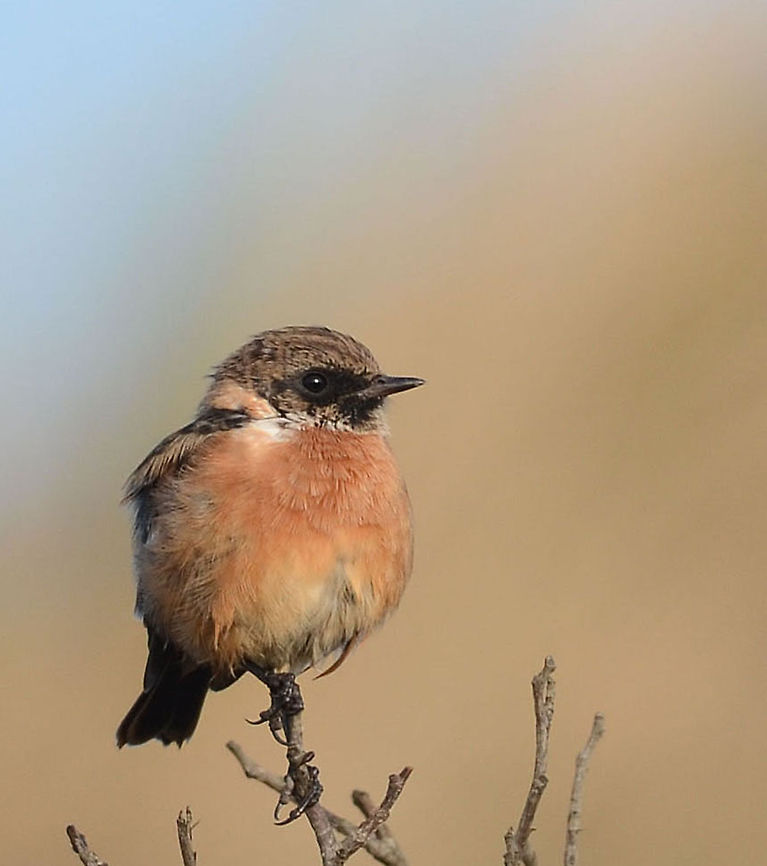 Common Stonechat  African Stonechat,European Stonechat,Geotagged,Saxicola rubicola,Saxicola torquatus,The Netherlands