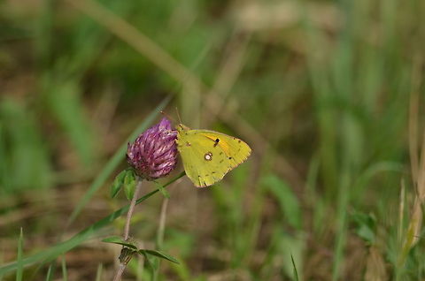 Coliascrocea  Colias croceus,Dark Clouded Yellow
