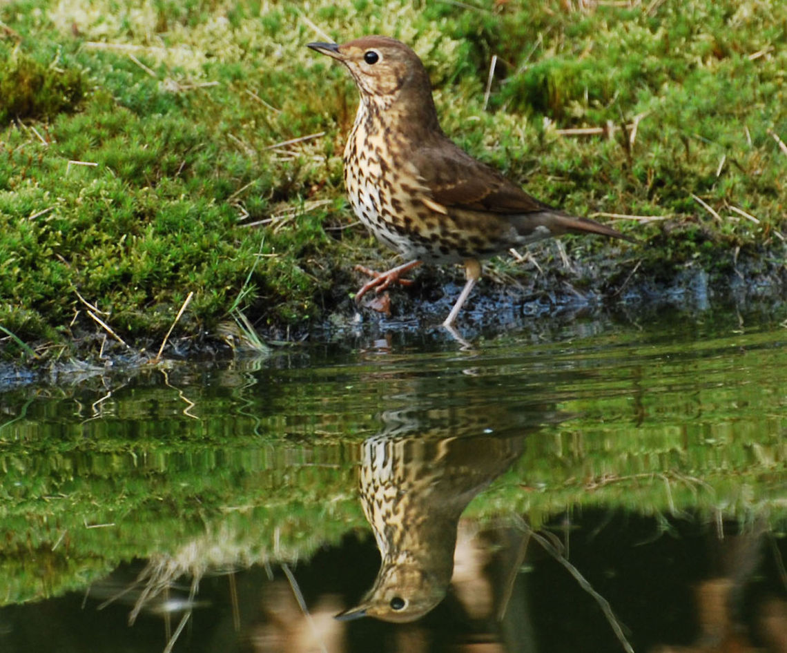Song Thrush  Geotagged,Song Thrush,The Netherlands,Turdus philomelos