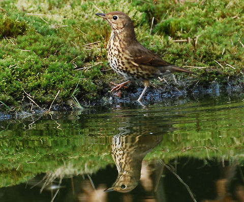Song Thrush  Geotagged,Song Thrush,The Netherlands,Turdus philomelos