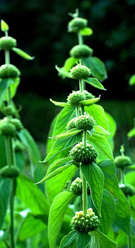 Phlomis lunariifolia russeliana sims. No identification in Wiki. Phlomis russeliana,Turkish sage