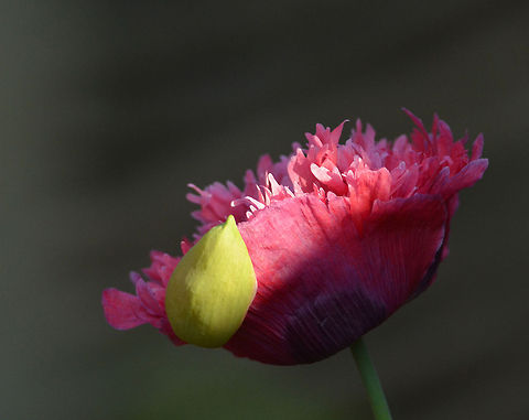 Papaver somniferum  Geotagged,Opium Poppy,Papaver somniferum,The Netherlands