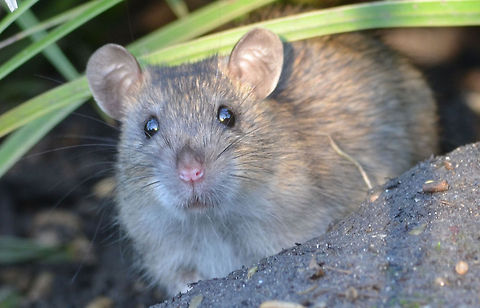 Rattus norvegicus  Brown rat,Geotagged,Rattus norvegicus,The Netherlands