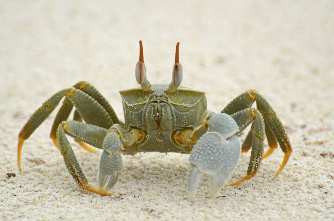 Horned Ghost Crab  Fall,Geotagged,Ocypode ceratophthalma