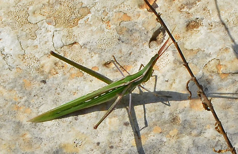Nosed Grasshopper  Acrida ungarica,Geotagged,Italy,Nosed Grasshopper