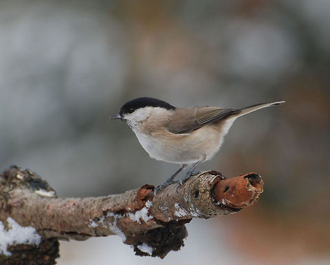 Marsh Tit  Geotagged,Marsh Tit,Poecile montanus,Poecile palustris,The Netherlands,vogels,willow tit