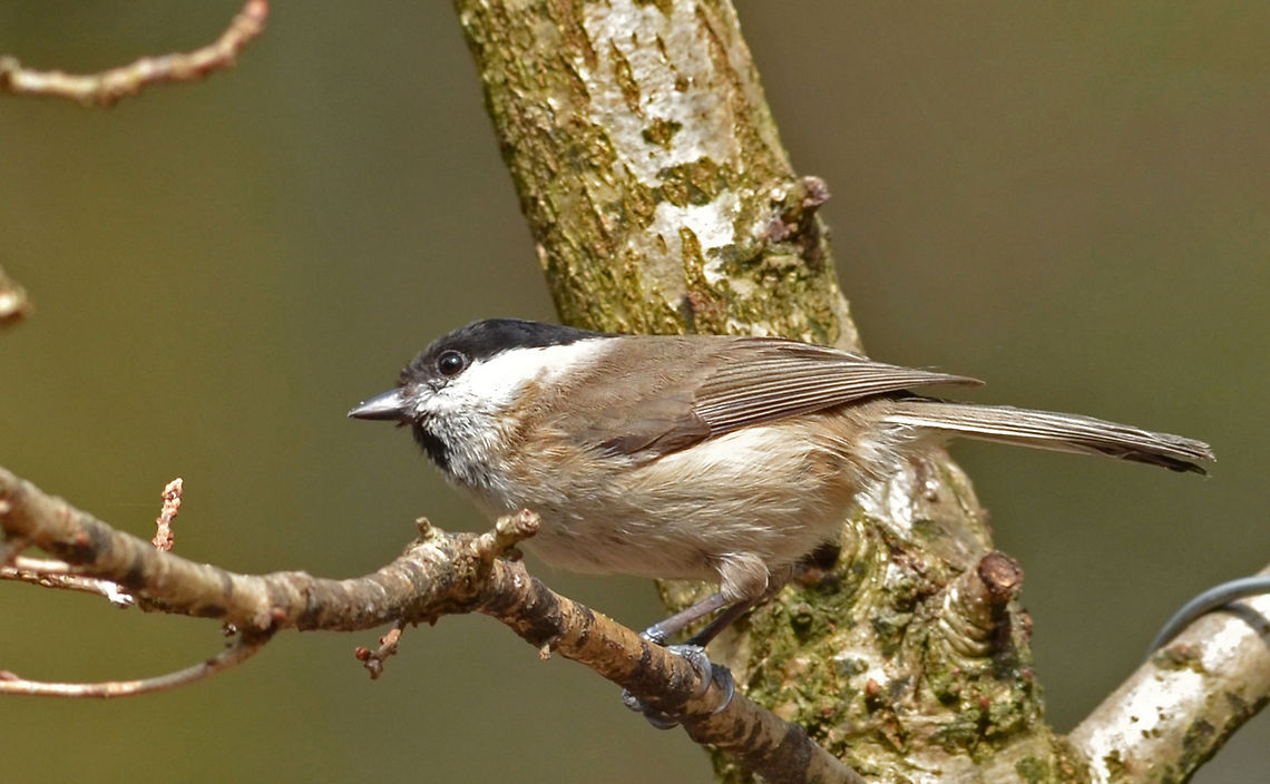 Marsh Tit  Geotagged,Marsh Tit,Poecile palustris,The Netherlands