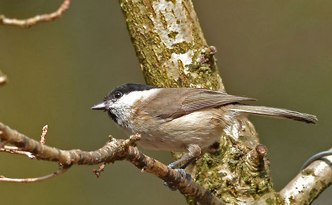 Marsh Tit  Geotagged,Marsh Tit,Poecile palustris,The Netherlands