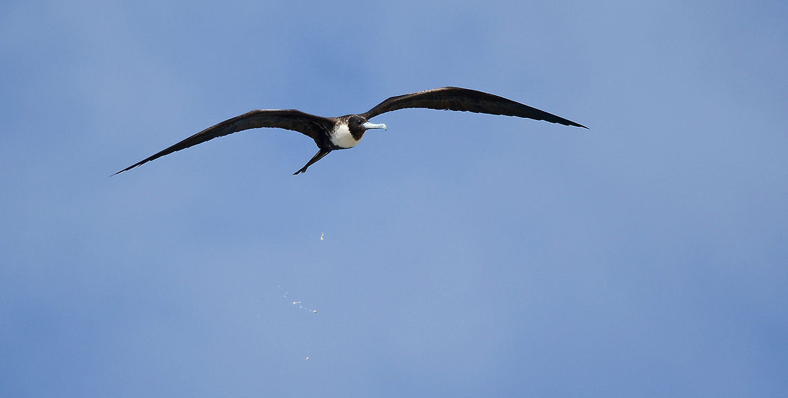 Oh oh!!!!!!  Bonaire,Fregata magnificens,Geotagged,Magnificent Frigatebird,Sint Eustatius and Saba