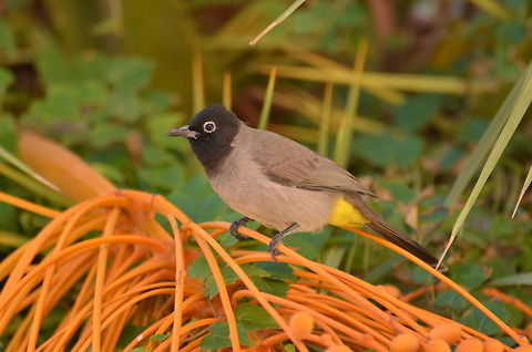 White-spectacled Bulbul  Geotagged,Pycnonotus xanthopygos,Turkey,White-Spectacled bulbul