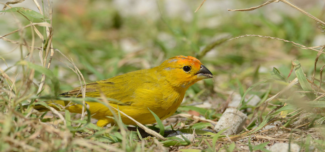 Sicalis flaveola  Bonaire,Geotagged,Saffron Finch,Sicalis flaveola,Sint Eustatius and Saba