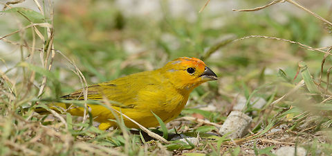 Sicalis flaveola  Bonaire,Geotagged,Saffron Finch,Sicalis flaveola,Sint Eustatius and Saba