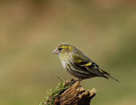 Euraisian siskin  Eurasian siskin,Geotagged,Spinus spinus,The Netherlands