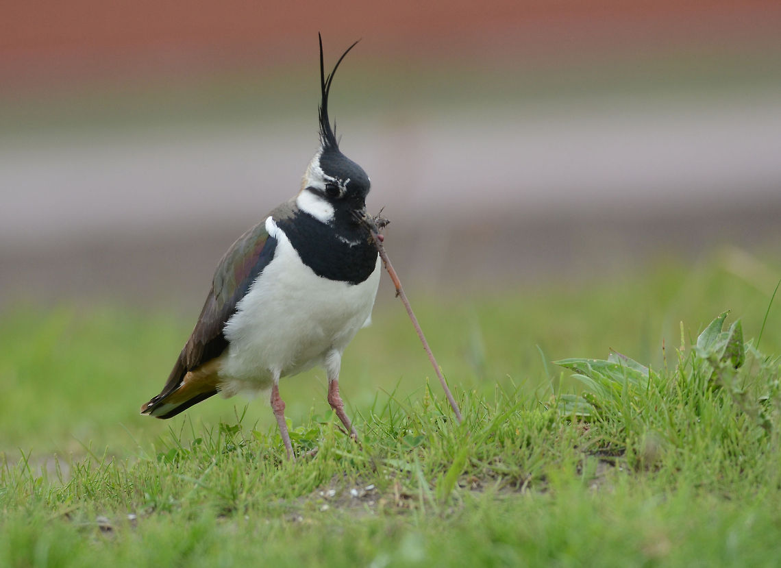 Have a nice meal!  Geotagged,Northern Lapwing,The Netherlands,Vanellus vanellus