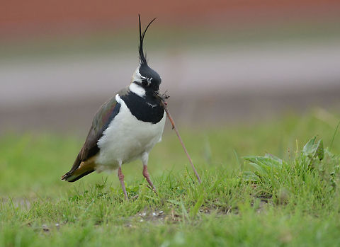 Have a nice meal!  Geotagged,Northern Lapwing,The Netherlands,Vanellus vanellus