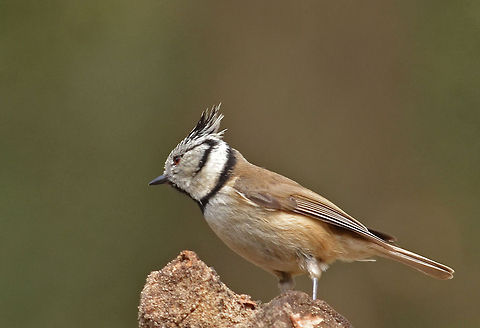 European Crested Tit  European Crested Tit,Geotagged,Lophophanes cristatus,The Netherlands