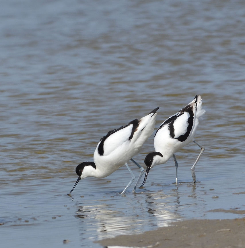 Pied Avocet  Geotagged,Pied Avocet,Recurvirostra avosetta,Texel,The Netherlands
