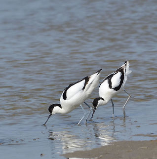 Pied Avocet  Geotagged,Pied Avocet,Recurvirostra avosetta,Texel,The Netherlands