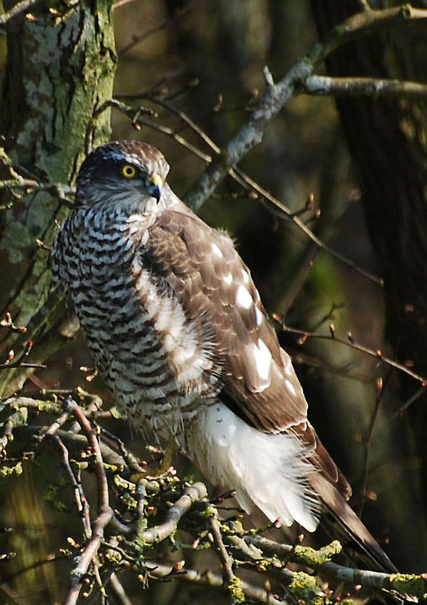 Eurasian Sparrowhawk  Accipiter nisus,Eurasian Sparrowhawk,Geotagged,The Netherlands