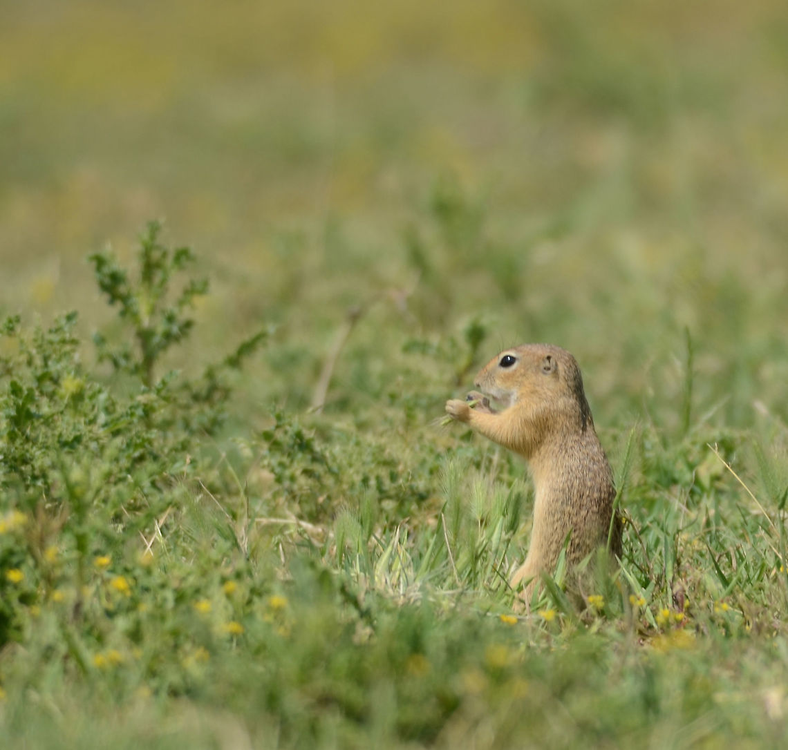 ????????????  European ground squirrel,Geotagged,Romania,Spermophilus citellus,Summer