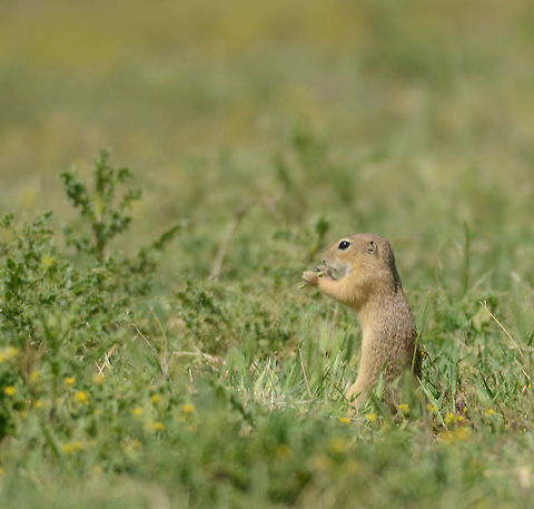 ????????????  European ground squirrel,Geotagged,Romania,Spermophilus citellus,Summer