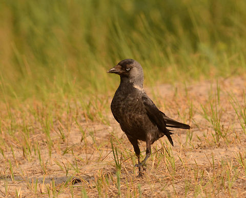 Corvus? I stayed in the Danubedelta. What an experience!  Coloeus monedula,Geotagged,Romania,Summer,Western Jackdaw