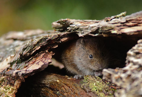 Myodesglareolus  Bank vole,Geotagged,Myodes glareolus,Netherlands,Spring