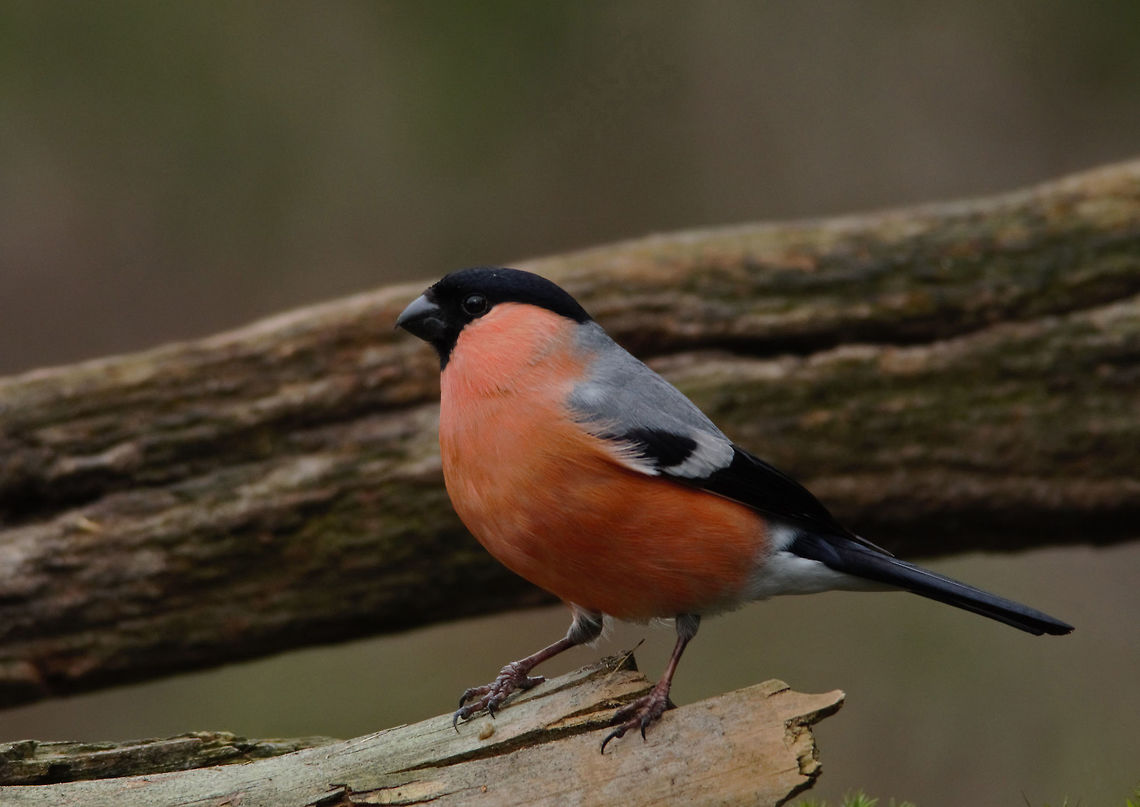 Bullfinch  Bullfinch,Geotagged,Netherlands,Pyrrhula pyrrhula,Spring