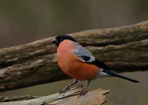 Bullfinch  Bullfinch,Geotagged,Netherlands,Pyrrhula pyrrhula,Spring
